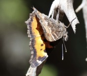 8E9A5370 California Tortoiseshell 